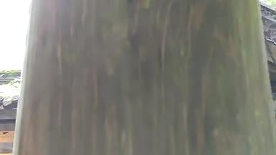 武隆雨水露水天生三桥拍摄视频视频的预览图